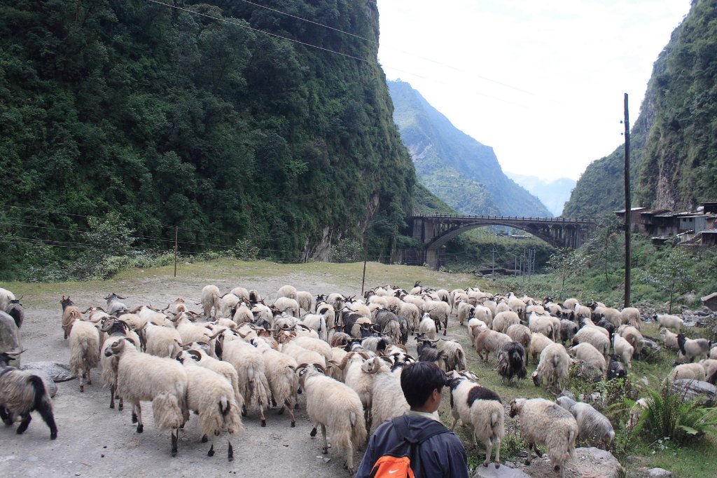 09-Sheep on the way to Nepal to be slaughtered for the festival.jpg - Sheep on the way to Nepal to be slaughtered for the festival